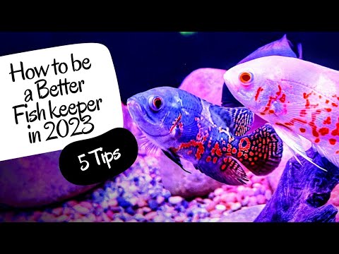 5 Tips that Will Up Your Fish Keeping Game in 2023