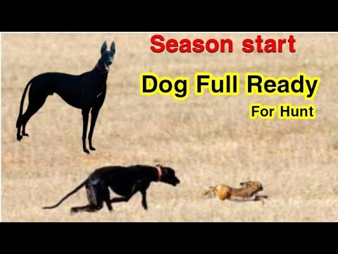 Dog Ready For Hunt | dog vs rabbit |  greyhound racing | Dog training | Hunting