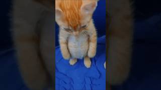 Download lagu Bro forgot that he is a Cat mp3 Download lagu Bro forgot that he is a Cat mp3