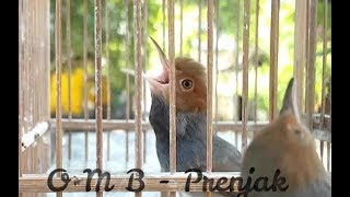 Download lagu Prenjak MANAPUN bakal NYAUT dan jadi GACOR dengan Pancingan Prenjak PIKAT ini mp3