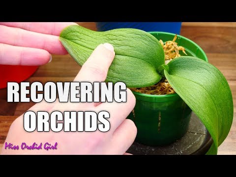Sickly Orchids Update - Stanhopea, rePotme Phalaenopsis, Comparetia & more!