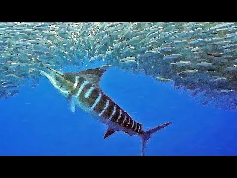 MARLIN’S EXPLOSIVE SPEED DURING HUNT (Footage Of Marlin Capturing Prey)