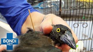 Wild Bird Pierced With Skewer Needs Urgent Care | Bondi Vet Full Episode
