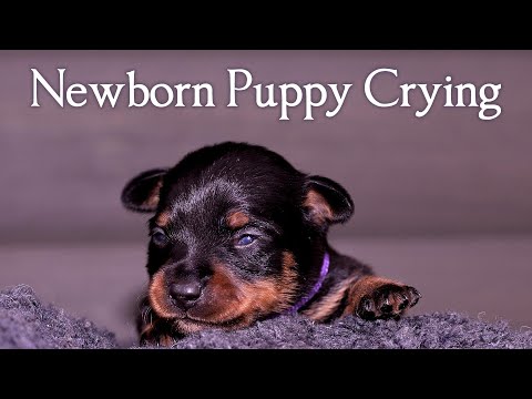 Newborn Puppies Crying Sound ❤️ Newborn Puppy Sounds