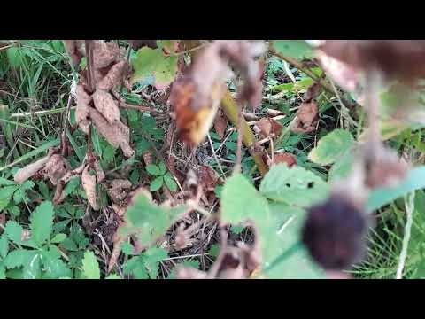 Po završenoj berbi kupina (bez bodlji) ovo obavezno odradite