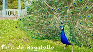 【パリ16区】自然と動物に癒される！バガテル公園　Parc de Bagatelle（５月中旬薔薇が咲く前）