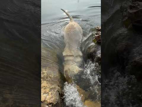 This Dog Actually Dives Underwater for Stones