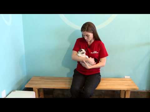 Why Kittens Should Be Spayed at 4 Months : Pet Tips