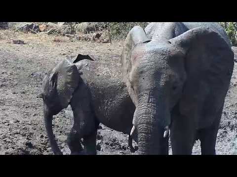Djuma: One Elephant cow and calf get quick mud bath and drink - 13:20 - 10/27/19