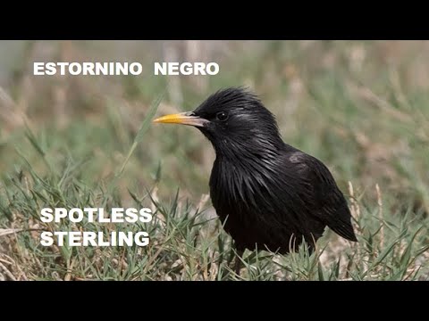 ESTORNINO NEGRO | SPOTLESS STERLING | Sturnus unicolor