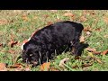 Cocker Spaniel dogs for sale: Willa - Video 1