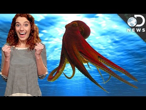 How Octopuses See With Their Skin