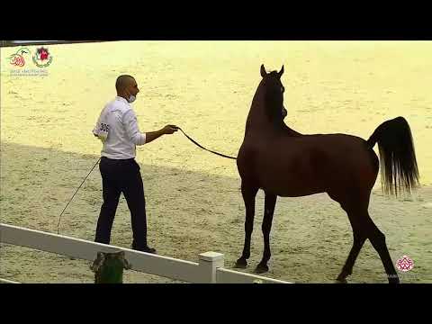 N.306 SUQRAT AL ZOBAIR - UAE National Championship 2020 - Stallions 4-6 Years Old (Class 10C).mp4