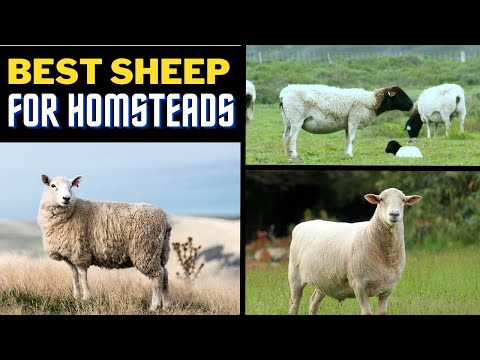 The 8 Best Sheep Breeds For Homesteaders