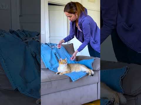 😹👖 قطتي المتمردة: عندما يصبح سروالي الجينز عرشها! 😂