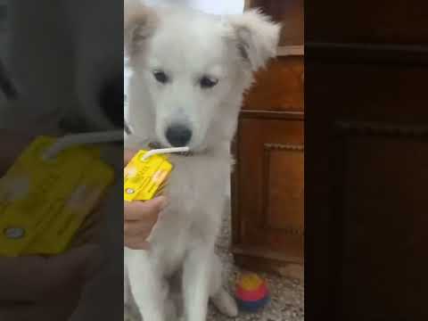 #shorts Dog drinking Frooti 🤣... SUBSCRIBE ☺️... #funny