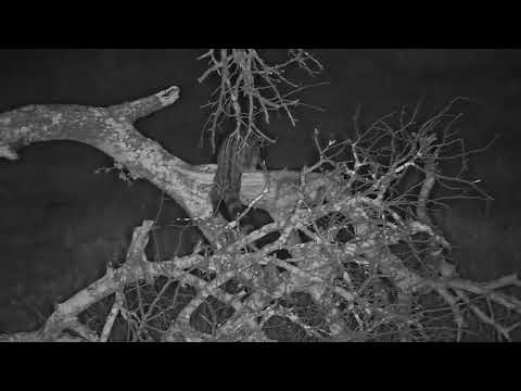Djuma: Genet hunting-catches a small rodent? - 02:31 - 10/17/21