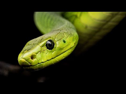 Isor One - Half a Head ft. Absent