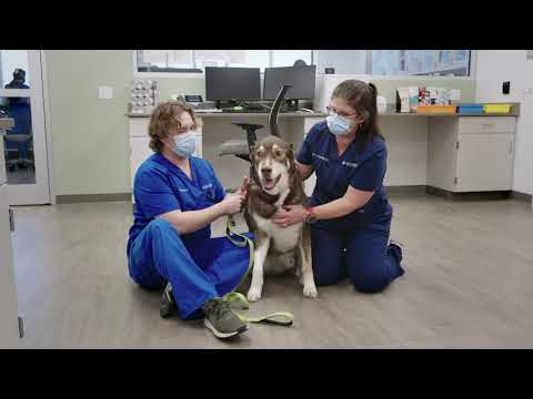 Oral health affects all aspects of pet wellness, UF veterinarians say