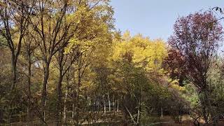 Hidden Autumn Gem in Northwest China! Lanzhou Botanical Garden Bursts into a Symphony of Colors