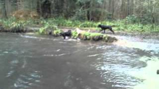 Dogs at Shearwater Jan 2011