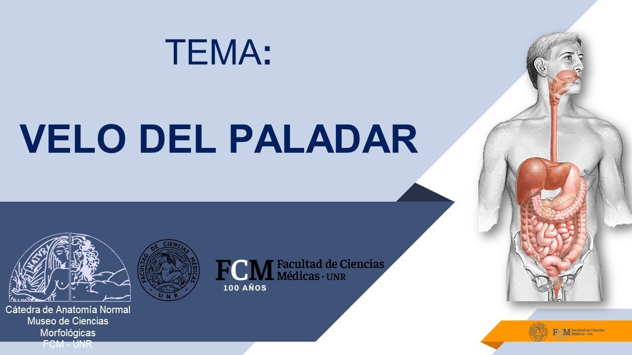 Aparato digestivo. Velo del paladar