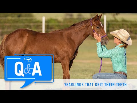 Q&A With Clinton Anderson: Yearling Horse Grits His Teeth