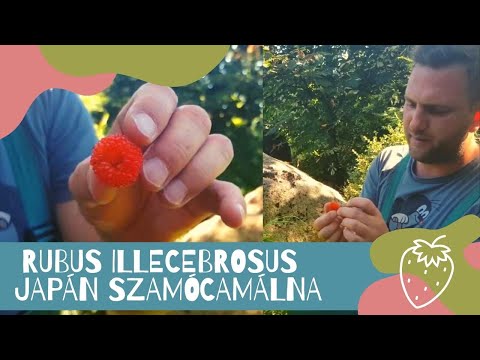 Japán szamócamálna - Rubus illecebrosus