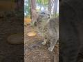 Cute Gray Tabby Wants A Human Touch ️ Shorts