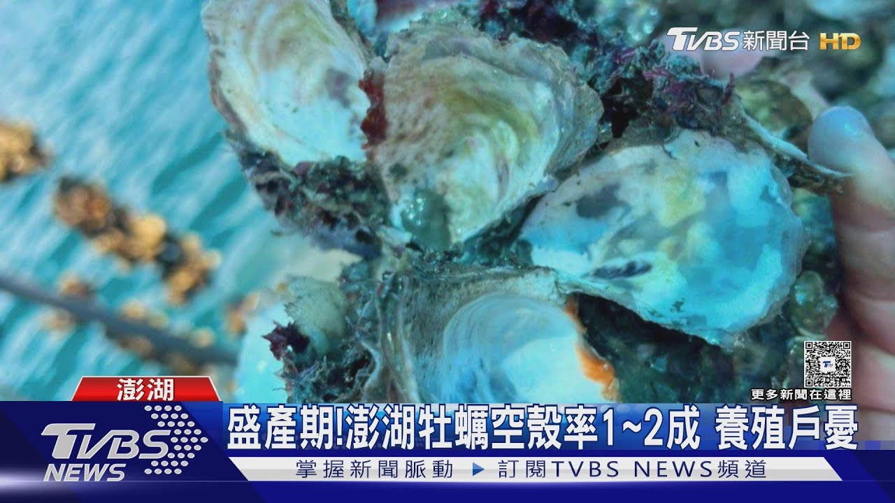 年產值5億！澎湖牡蠣死亡「空殼率1-2成」　蚵農憂損失慘