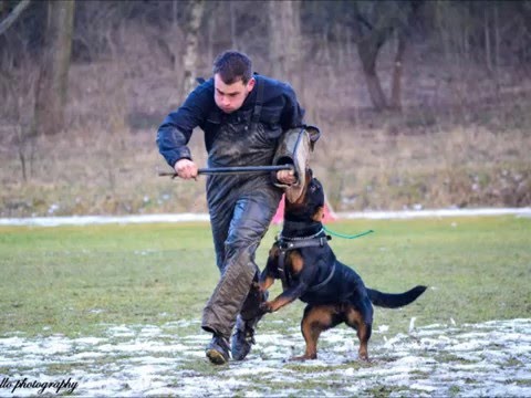 Artemis Divoká růže 2,5 roku obrana