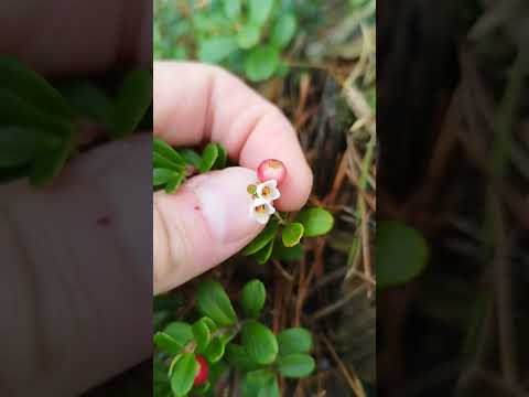 Preiselbeere im Naturgarten: Der perfekte Bodendecker für saure Standorte