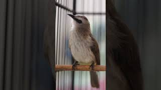 Download lagu Masteran Trucukan Gacor ROPEL PANJANG Ampuh Untuk Pancingan Trucuk Agar Cepat Menaikkan GACOR 97 mp3