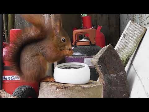 Videos for Cats to Watch - Squirrel Fun in December
