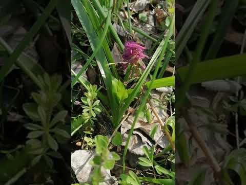 Albină (Apis mellifera)- polenizare floare în pădure