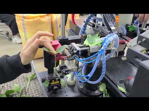 High Speed Watermelon Grafting (Rootstock)