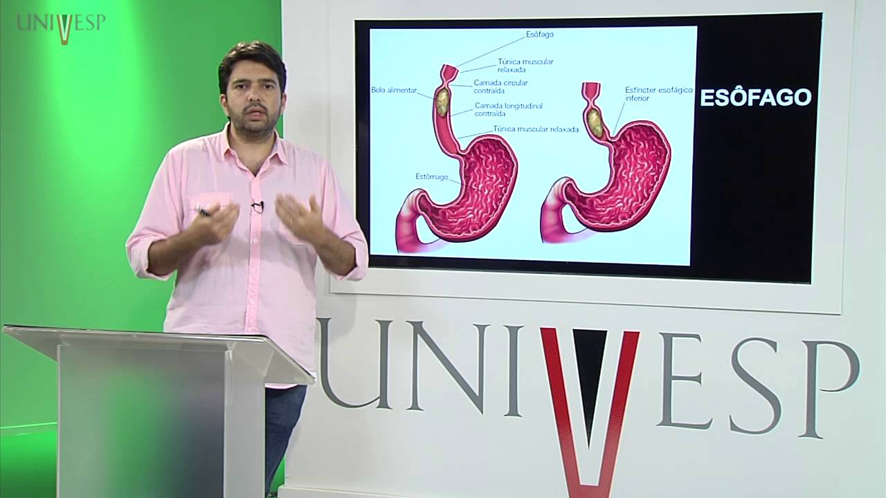 Corpo Humano: Órgãos e Sistemas - Aula 18 - Aspectos Anatomofuncionais do Sistema Digestório