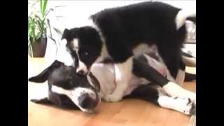 preview picture of video 'Dogs: Border Collie, Papillon and Mastiff-mix'