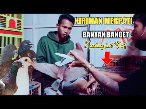 DIKIRIM MERPATI BANYAK BANGET KANDANG SAMPE FULL
