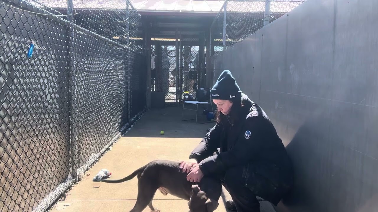 Enlarge Hubble, a ADOPTABLE Pit Bull Terrier in Chicago, IL video 5/5