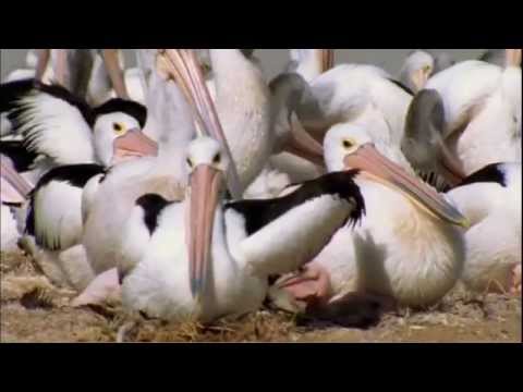 Pelicans: Outback Nomads