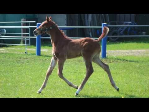 Holsteiner Colt by URIKO x Carpaccio (*2016)