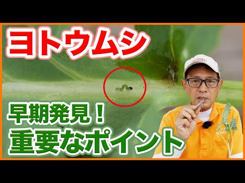 園芸 野菜を湯通しする方法は?