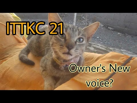Is the talking kitty cat 21 - owner's new voice?
