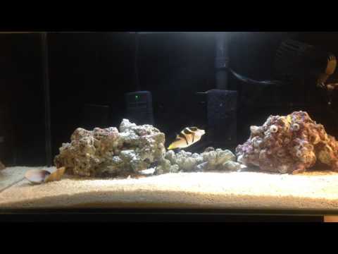 Valentini puffer fish eating and update.