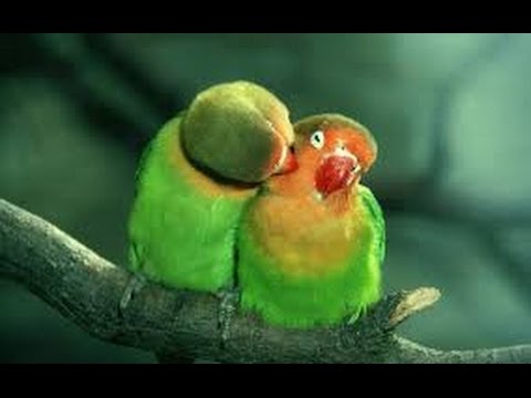 chetanamulak lokmala logo