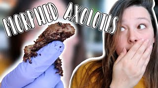 What You Need to Know About Morphed Axolotls // Meet my Axolotls!