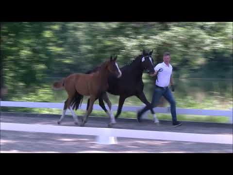 HF von Baggio x Christ x De Niro (Video 3)