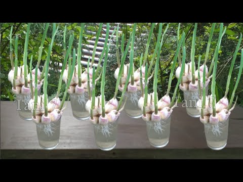, title : 'Cara Menanam Bawang Putih di Rumah Hingga Sukses Panen - how to grow garlic at home'