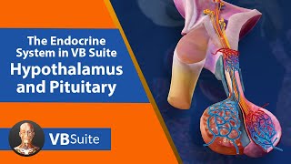 The Endocrine System in VB Suite: Hypothalamus and Pituitary